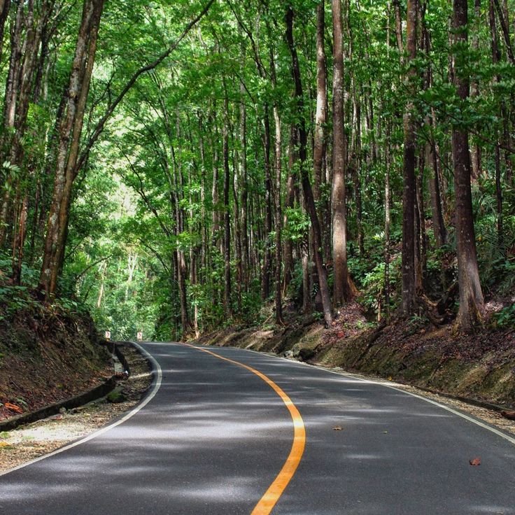 Bilar forest road