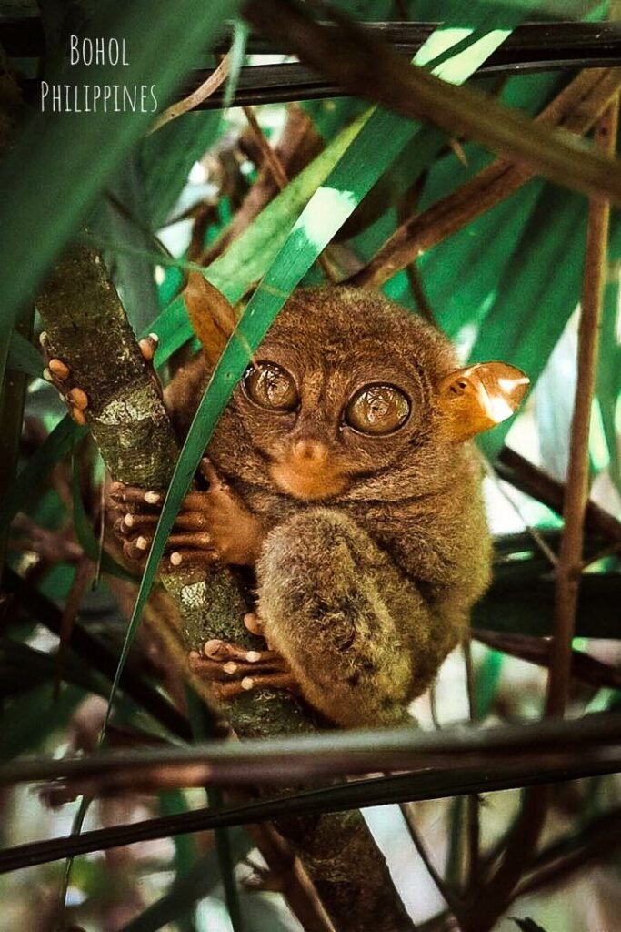 Philippine tarsier